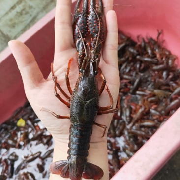 成品小龙虾