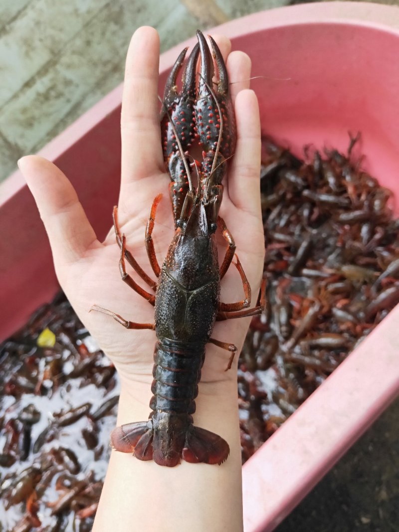 成品小龙虾