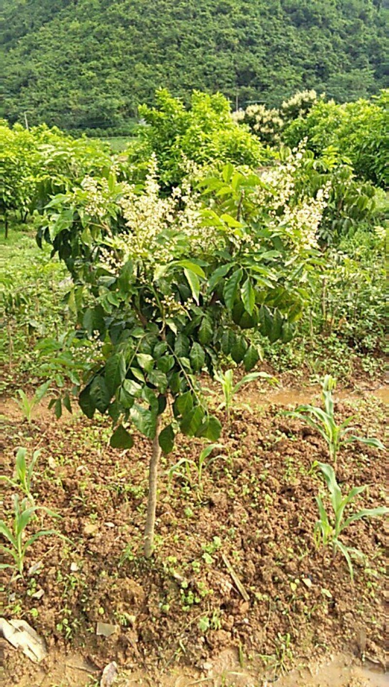 大鸡心黄皮果苗，黑黄皮果苗，黑金刚，无核黄皮果苗