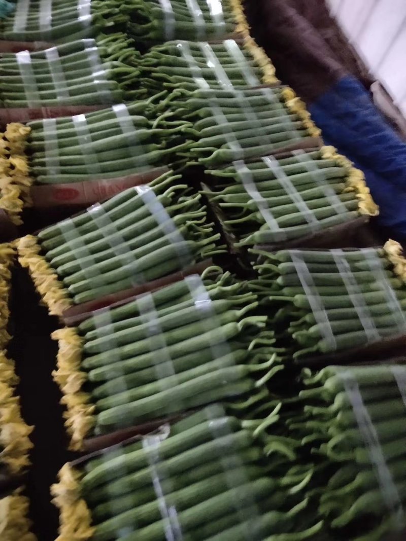 【丝瓜】精品鲜花丝瓜市场通货大量供应价格优惠