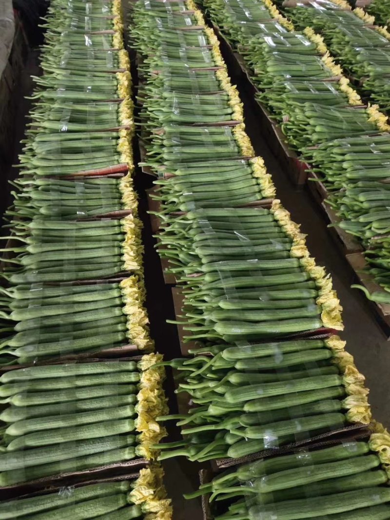 【丝瓜】精品鲜花丝瓜市场通货大量供应价格优惠