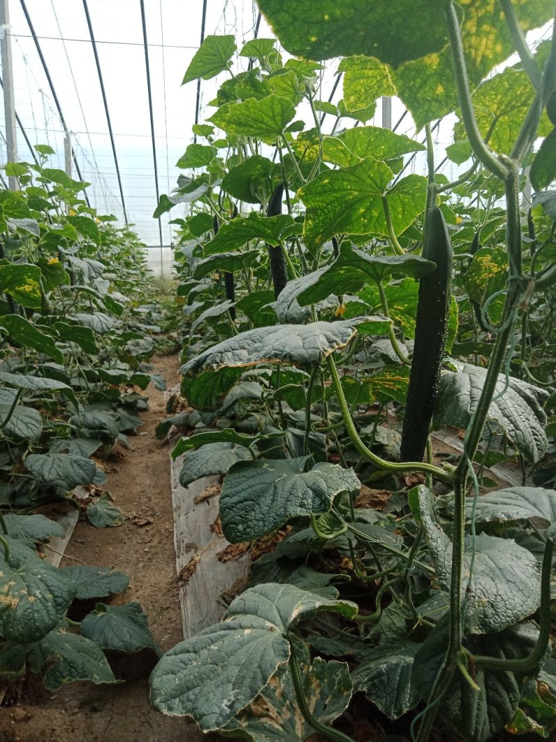 【黄瓜】精品密刺黄瓜质量好价格优大量上市中欢迎咨询