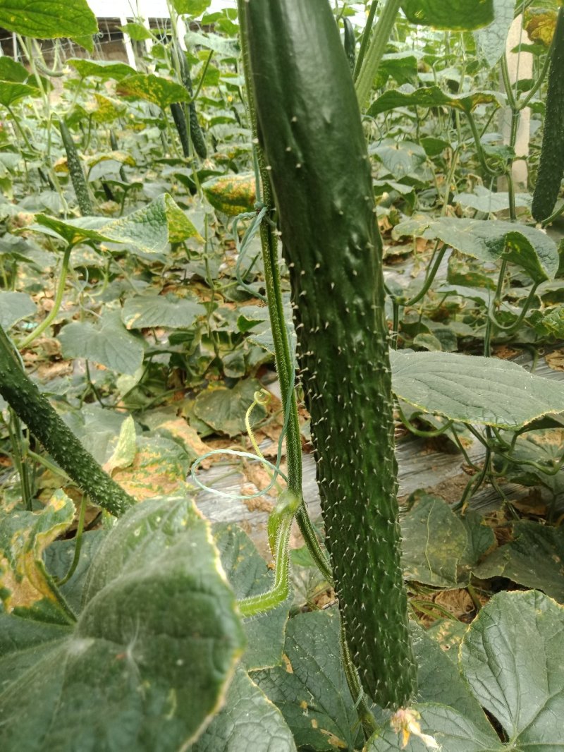 【黄瓜】精品密刺黄瓜质量好价格优大量上市中欢迎咨询