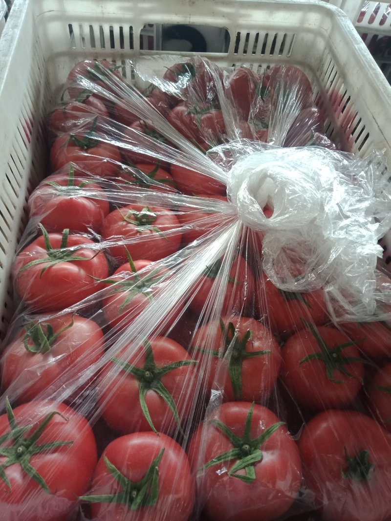 【西红柿】精品硬粉西红柿大量现货质量好价格优