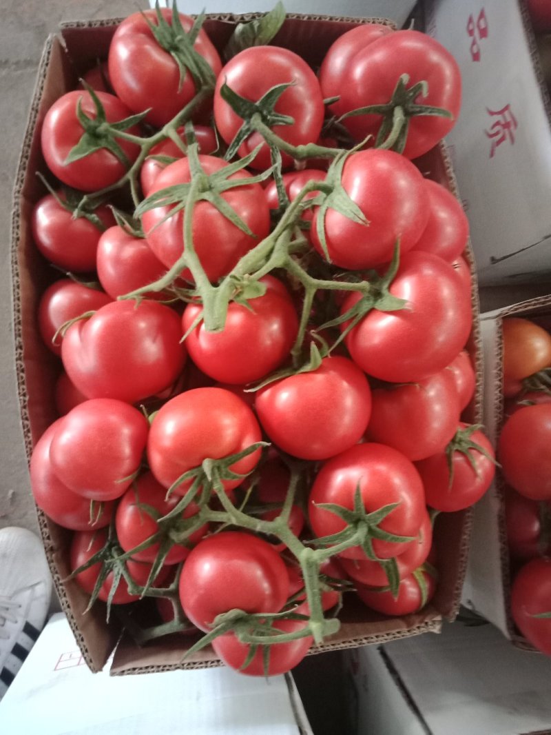 【西红柿】精品硬粉西红柿大量供应质量好价格优惠