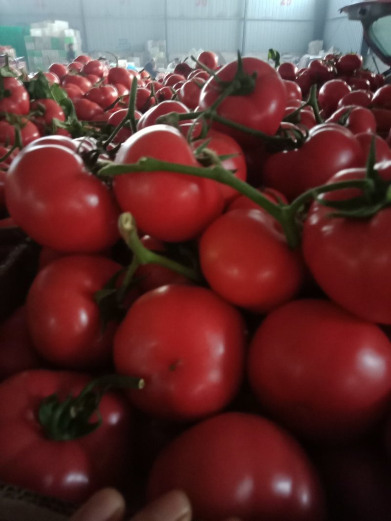 【西红柿】精品硬粉西红柿大量供应质量好价格优惠