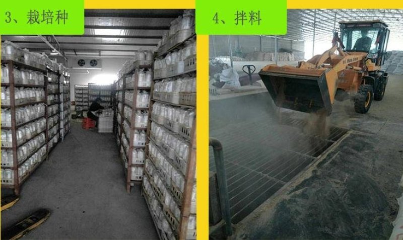 广昌茶树菇菌包茶树菇菌种二级种母种加工批发