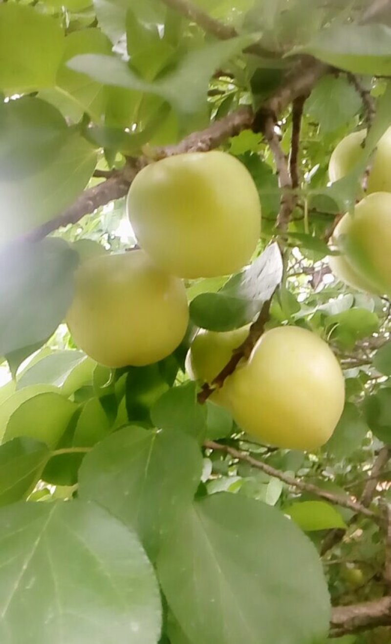 银香白杏大量上市中，有需要的可以联系我