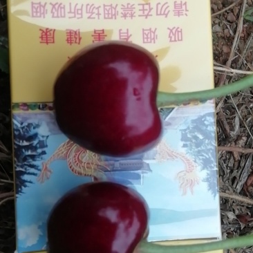 烟台大美早樱桃