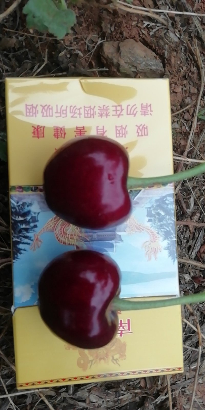 烟台大美早樱桃