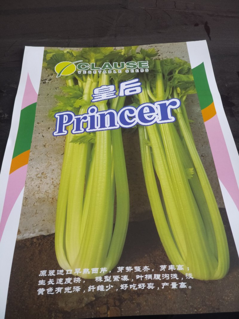 一级芹菜苗，进口法国皇后芹菜苗，量大优惠，包成活率包质量