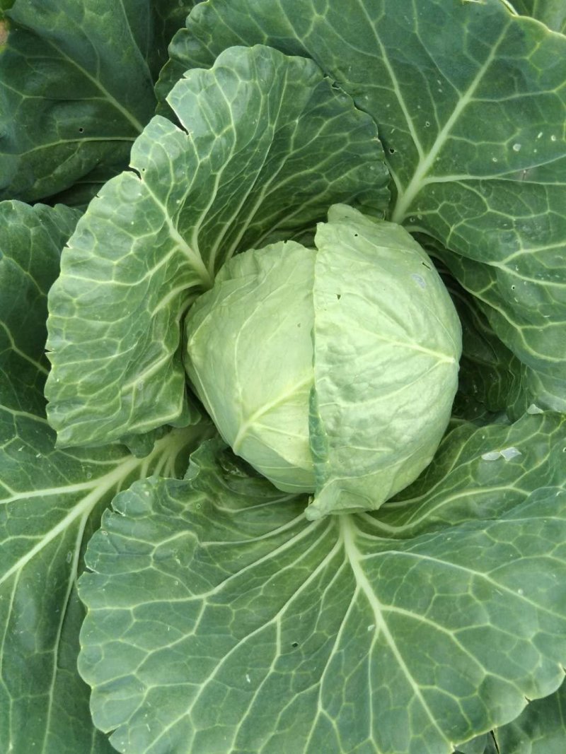 大量供应甘蓝