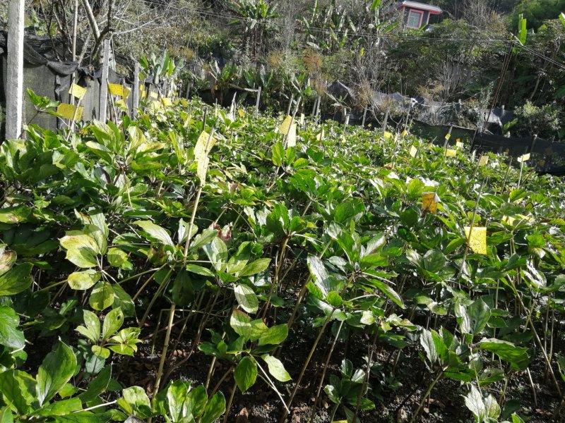 出售滇重楼苗2年苗附近的也可以到基地看看