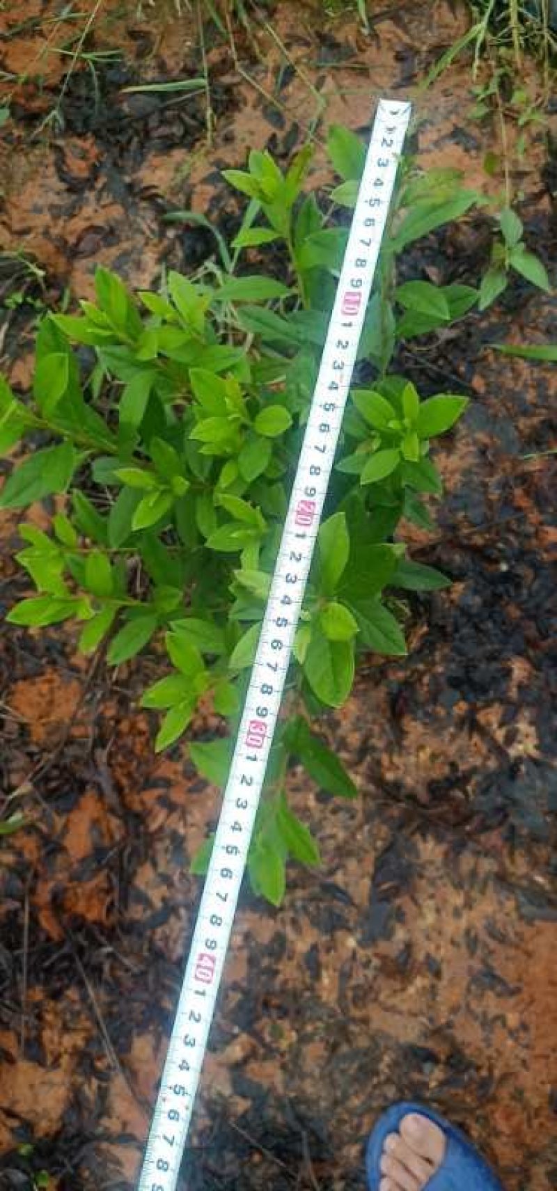 杜鹃杯苗大杯高35冠35单价1.9元