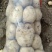 河北昌黎五月十五号大量上市中暑五号土豆