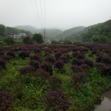 红继木球