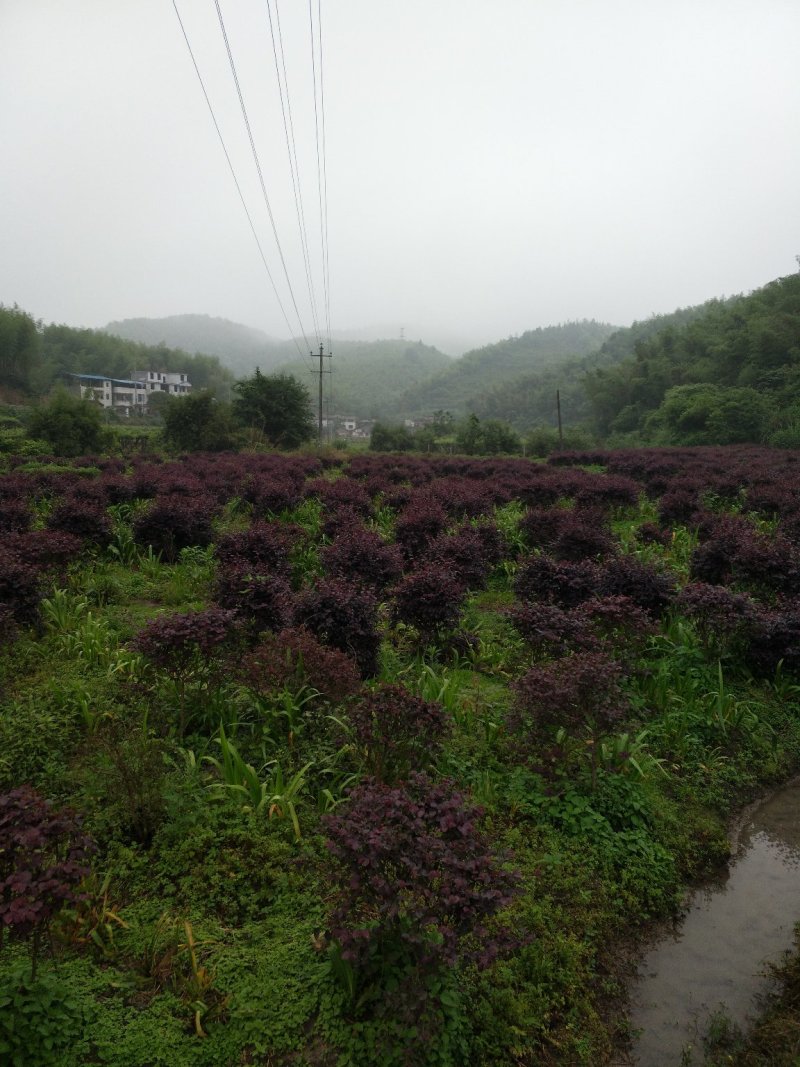 红继木球