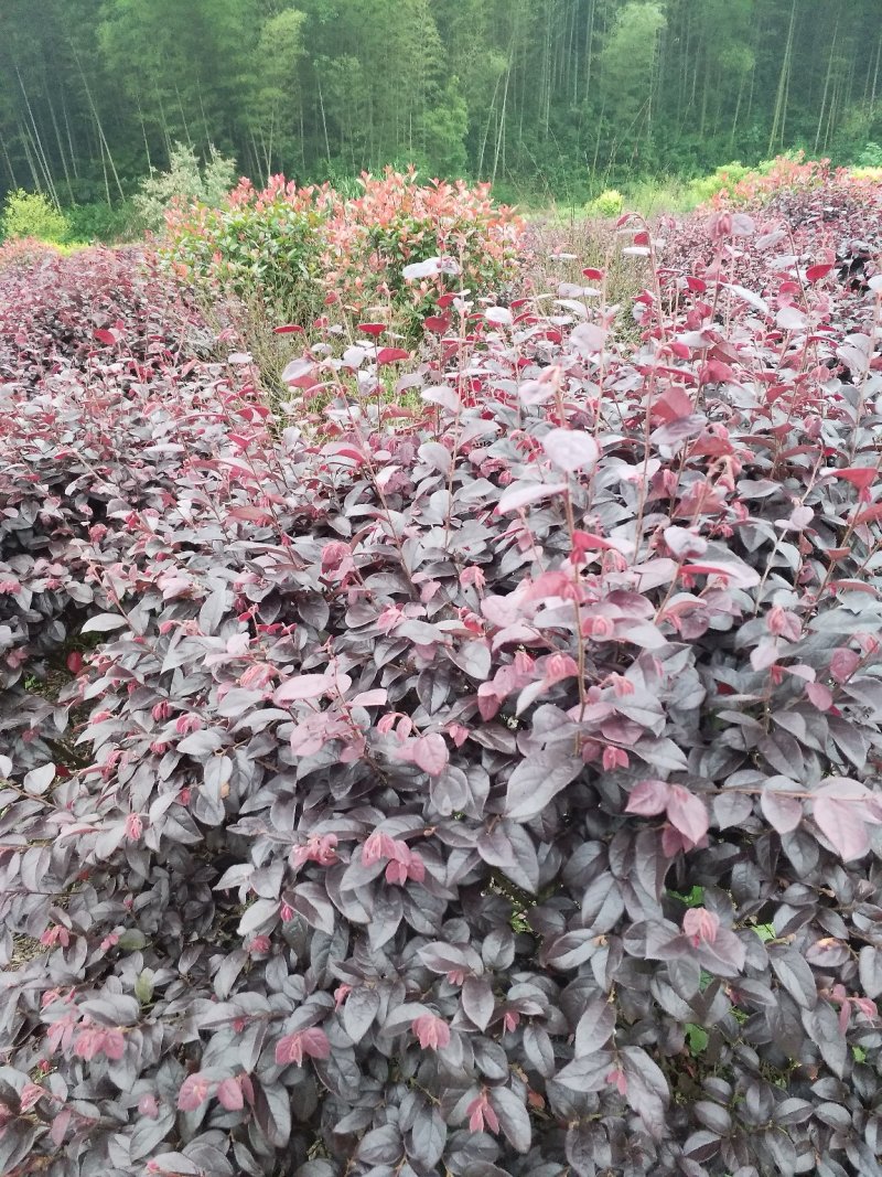 红继木球