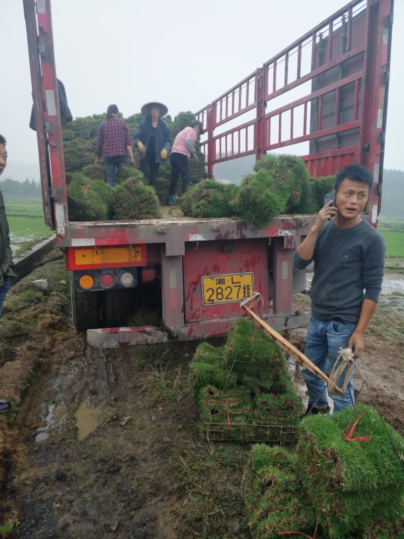 马尼拉草皮小草块