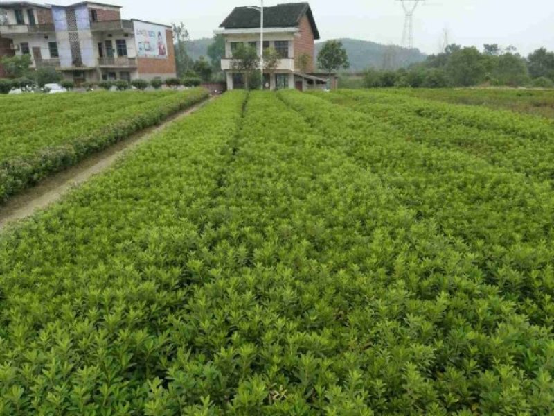 杜鹃地苗