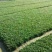 玉龙草是全国最大基地