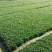 玉龙草是全国最大基地