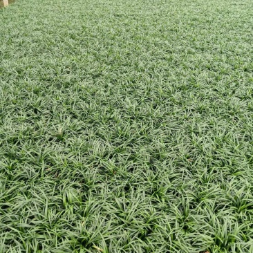 玉龙草是全国最大基地