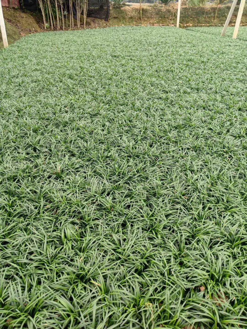 玉龙草是全国最大基地