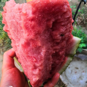 小工棚西瓜