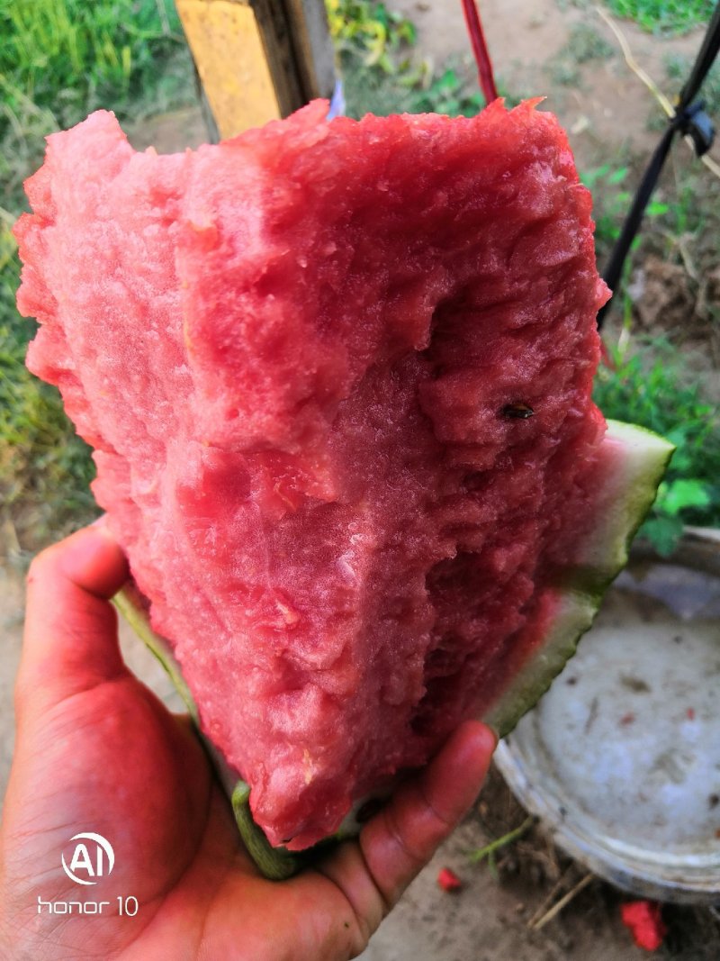 小工棚西瓜