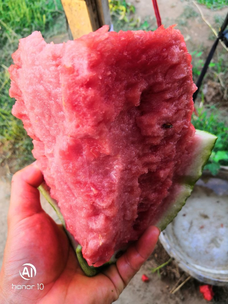 小工棚西瓜