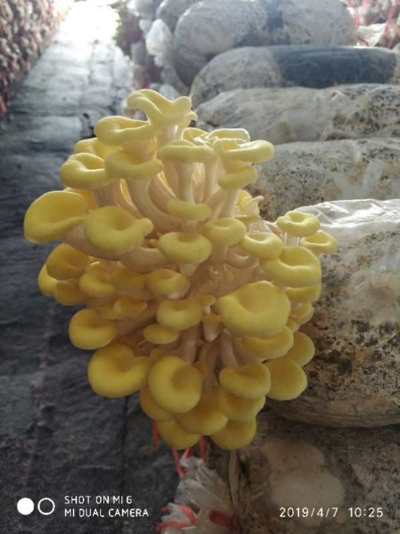 菌包