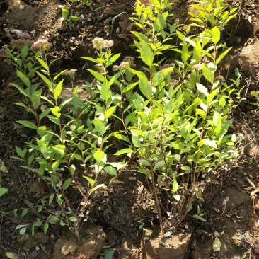 绿化苗木金山金艳绣线菊绣线菊