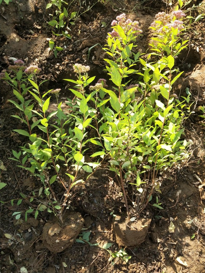 绿化苗木金山金艳绣线菊绣线菊