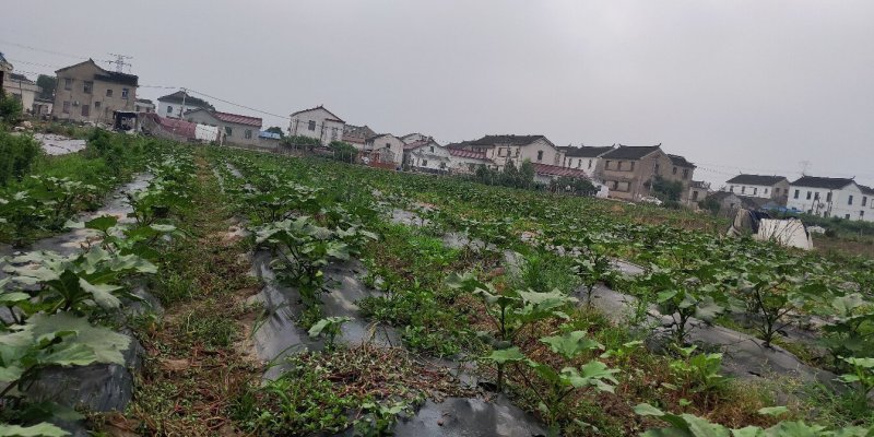 水果秋葵