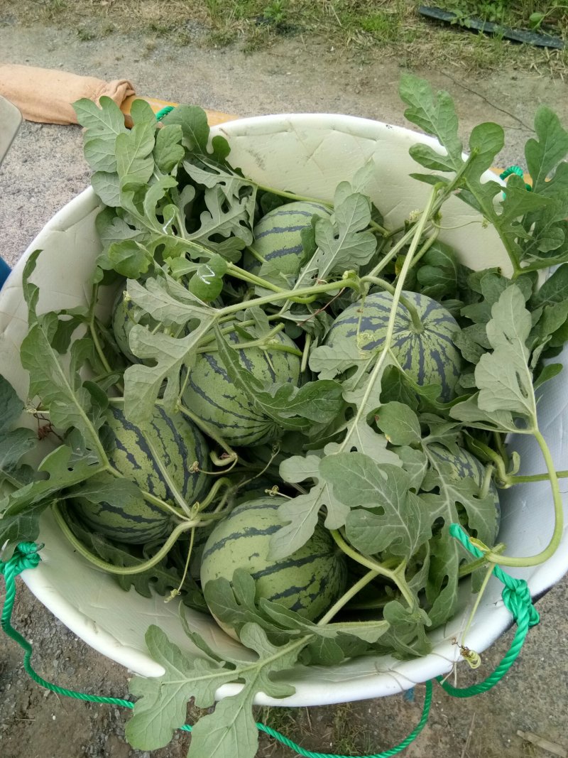 西瓜带六个叶一块九？？？？8424