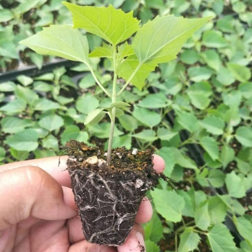 楸树苗大量出售楸树，梓树，自己家树，价格便宜，诚信经营出