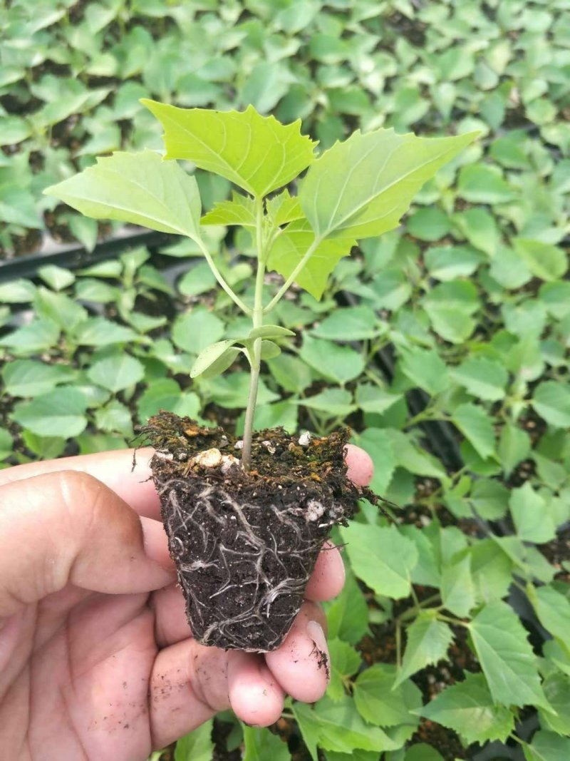 楸树苗大量出售楸树，梓树，自己家树，价格便宜，诚信经营出