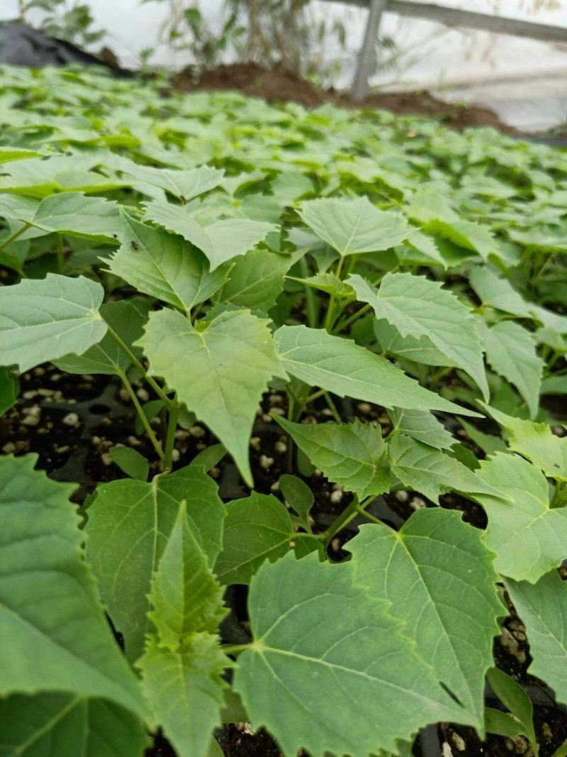 楸树苗大量出售楸树，梓树，自己家树，价格便宜，诚信经营出
