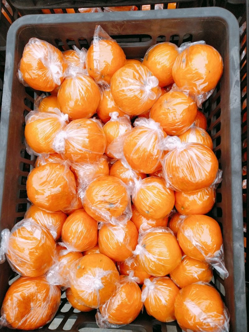 湖南湘西椪柑，个大味甜水份足口感甜易化渣，颜色红