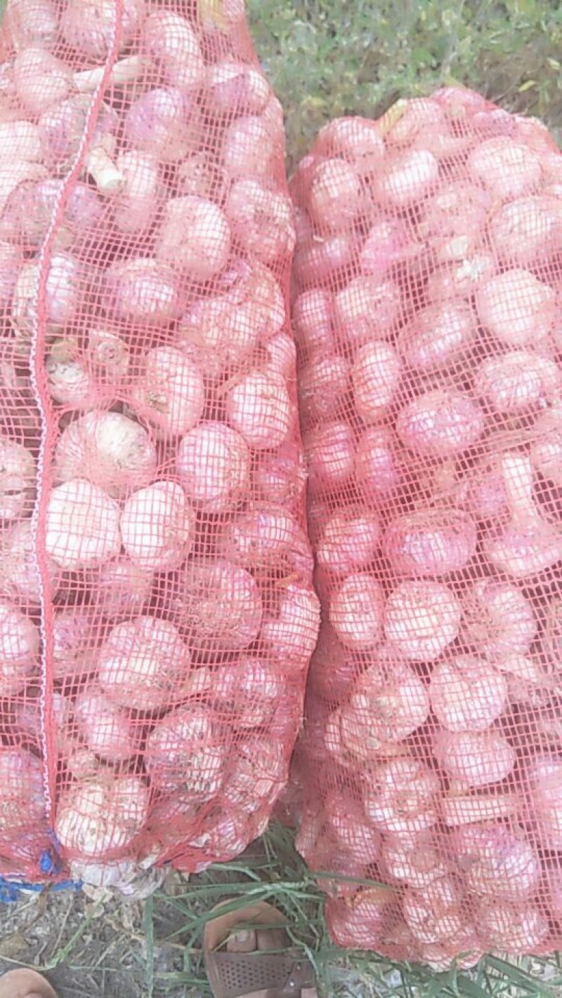 鲜蒜