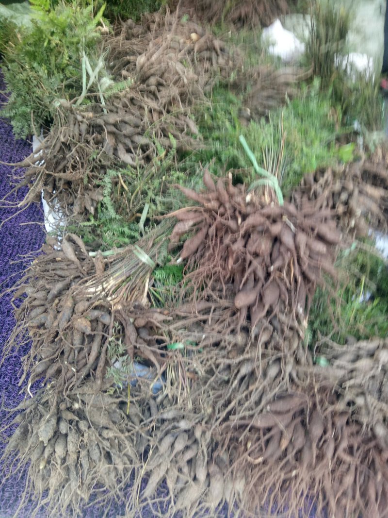 天冬苗，有几百万棵需要的联系我