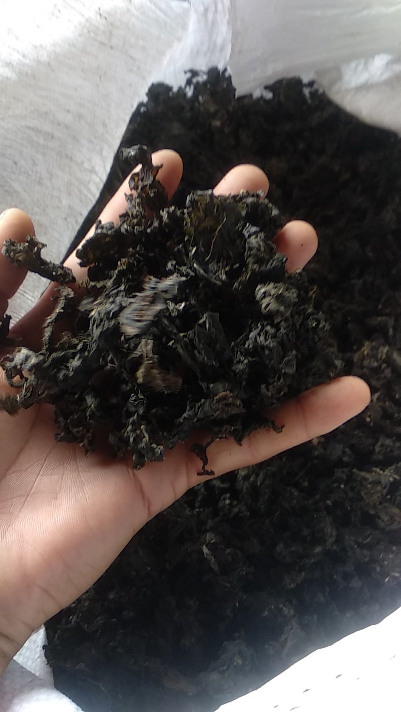 【优选】地皮菜地软杂质少，地木耳，产地直发，欢迎联系看货采购