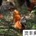 文昌土鸡苗,.包打疫苗,包运输成活...承诺货真价实