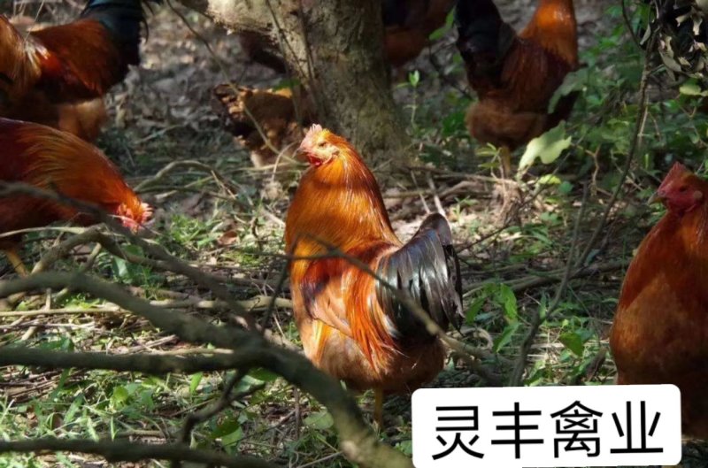 文昌土鸡苗，.包打疫苗，包运输成活...承诺货真价实