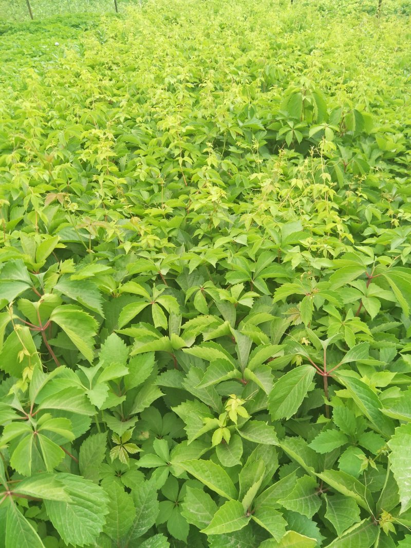 （全部包邮）天津爬山虎，五叶地锦专攻，量大从优。