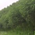 福建浦城丹桂地径6公分精品