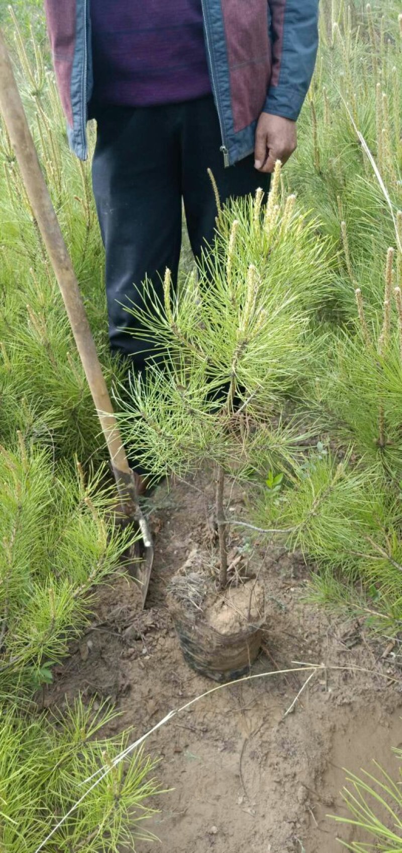 油松杯苗产地直销量大从优一手货源服务周到