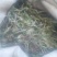 干蒲公英带根