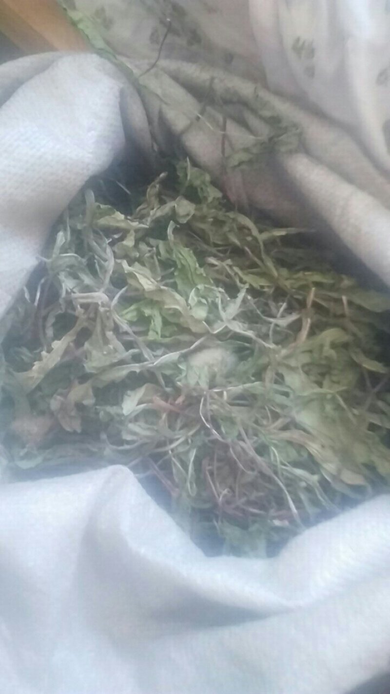 干蒲公英带根